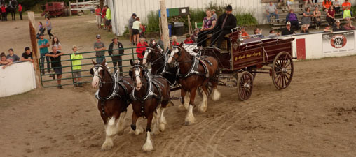 Four horse hitch of clydesdales in the show ring.