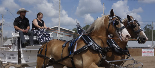 Close up of a pair of Belgian horses.