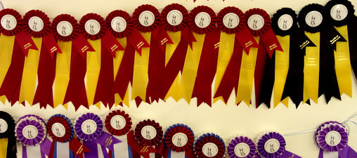 Exhibition Award ribbons